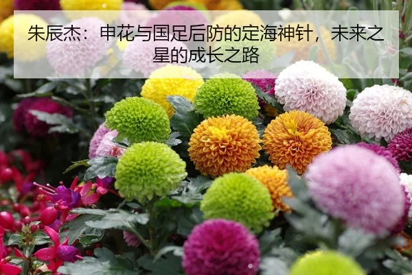 zhu-chen-jie-shen-hua-yu-guo-zu-hou-fang-de-ding-hai-shen-zhen-wei-lai-zhi-xing-de-cheng-zhang-zhi-lu-2-934.jpg
